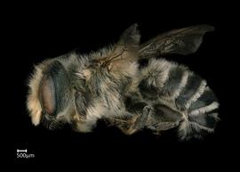   Megachile addendanbsp; male lateral habitus, photo: Colleen Meidt 
